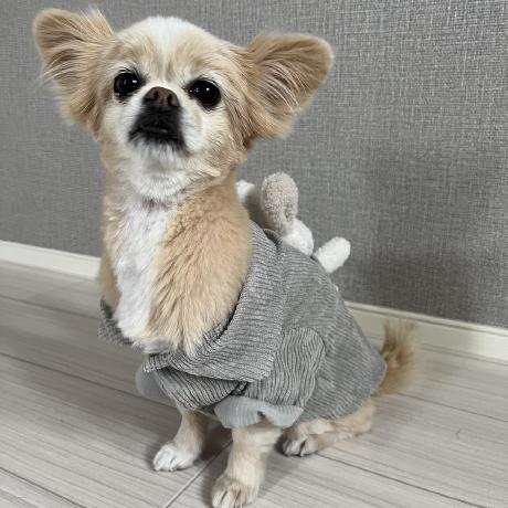 Ogawa Git 529 Github - Mobile Colorful Illustrations for Desktop