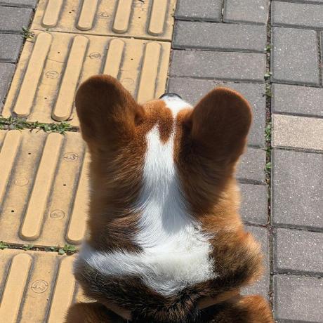 Choisooyoung Dev Sooyoung Choi Github