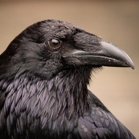 Corvus Github - Classic High Resolution Vintage Backgrounds | Free Download