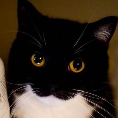 Coac Syf Github - 4K Gradient Backgrounds for Desktop