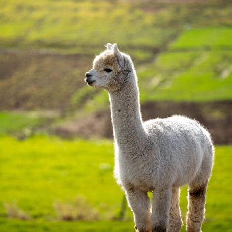 Halliday Github - High Quality 8K Gradient Backgrounds | Free Download