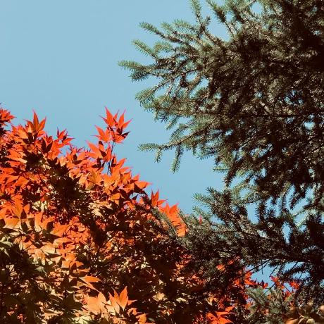 Frate Aquinas Github - Premium Vintage Picture Gallery - 8K