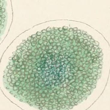 Github Bturkoglu Binary Artificial Algae Algorithm For Feature - City Texture Collection - 4K Quality