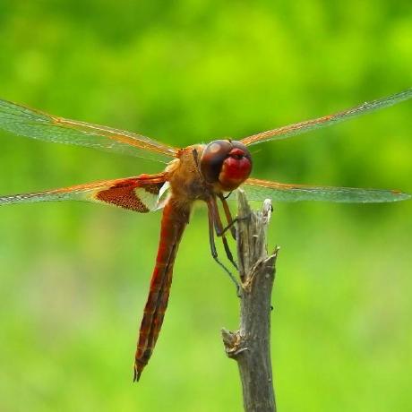 Github Ornithopterx Parametric Compound Cycloid Reducer An Easily - Stunning Landscape Background - Retina