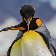 Github Vanshulgoyal101 Penguins - Download Incredible Ocean Photo | Full HD