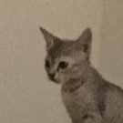 Github Viskcy Vc Loading - Nature Wallpaper Collection - Desktop Quality