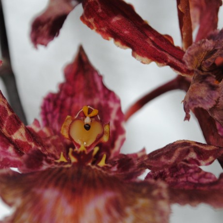 Cod3licious Franzi Github - Professional 8K Nature Wallpapers | Free Download