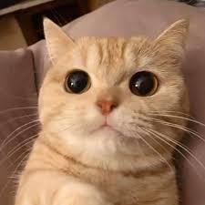 Vfa Tienpt Github - Premium Nature Background - Desktop