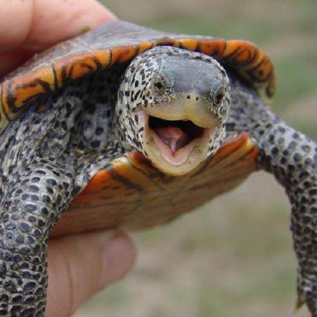 Dmeaux David Meaux Github - Premium Dark Background Gallery - HD