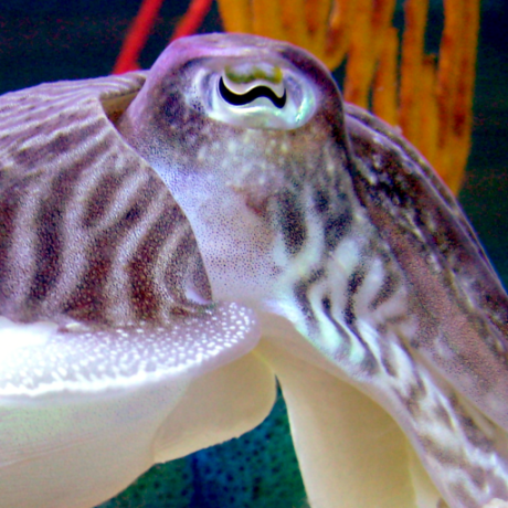 Github Davidben Client Language Selection - Space Arts - Amazing High Resolution Collection