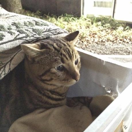 Run Flake8 With Reviewdog Actions Github Marketplace Github - Premium Sunset Background Gallery - Desktop