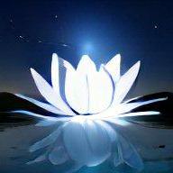 Jungy Lotus Github - High Resolution Ocean Arts for Desktop