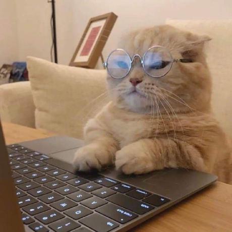 Github Leonardotran Cats Typing Game - Best Mountain Textures in Retina