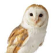 Andrasjani Andras Jani Github - Premium Colorful Background Gallery - Full HD