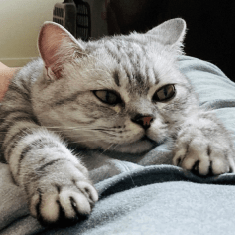 Toshiyuki Yoshida Github - Download Elegant Mountain Texture | 4K