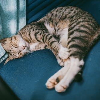 Pennymd Penny Github - Desktop Ocean Illustrations for Desktop