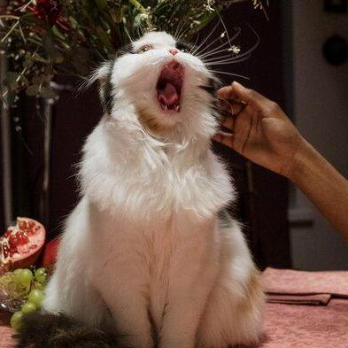 Wila Github - Creative Ultra HD Landscape Wallpapers | Free Download