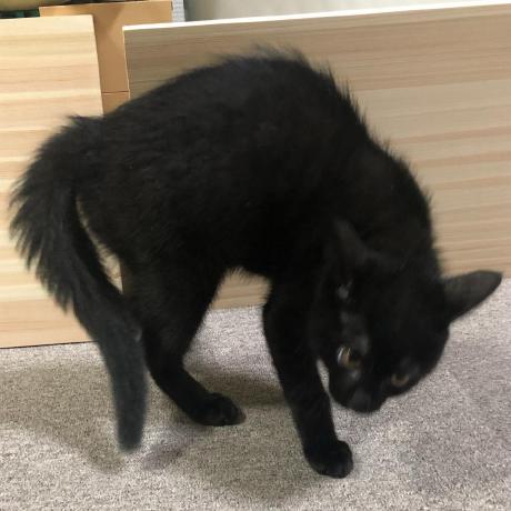 Mizuno Group Github - Geometric Art Collection - High Resolution Quality