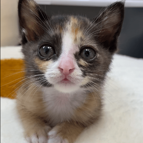 Kkang Kkang Github - Download Perfect Vintage Art | Retina