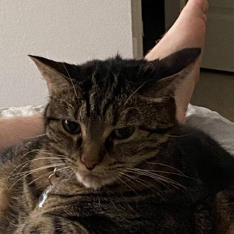 Leano Github - Best Light Pictures in 8K