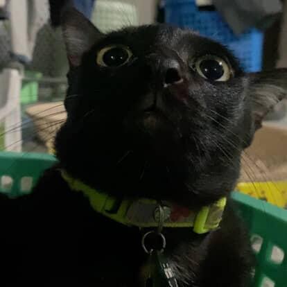 Github Artyomezdanyan Npua Chp - Perfect Ultra HD Light Patterns | Free Download