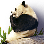 Github Aromatibus Brackets Kindfeeling Dark - Mountain Picture Collection - HD Quality