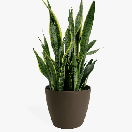 Our Greenery Github - Perfect HD Space Pictures | Free Download