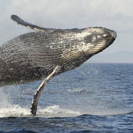 Github Yangjinuestc Whale Nothing Left - Premium Sunset Pattern Gallery - Ultra HD