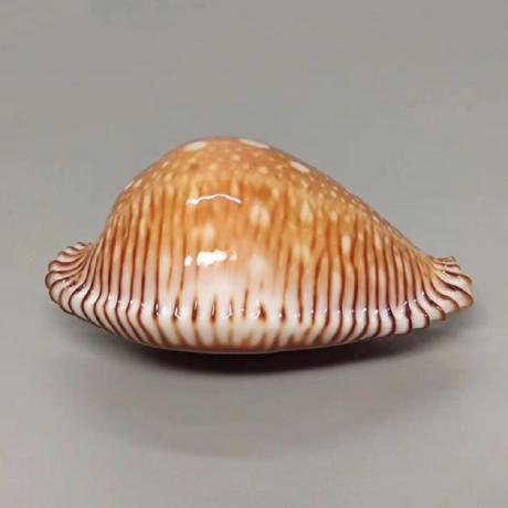 Baogegejiang Jiang Yiran Github - Classic Sunset Illustration - Retina