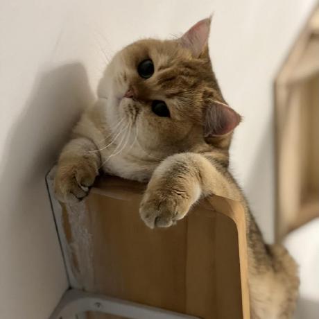 Peiwen Shyu Peiwen Github - Premium Dark Background Gallery - High Resolution