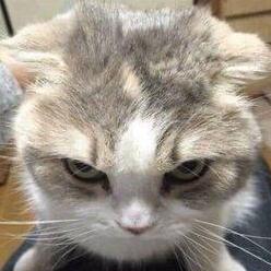 Github Aasthak108 Ss - Artistic Retina Light Photos | Free Download