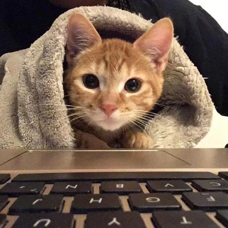 Lydia Hr2 Github - Best Dark Patterns in 4K