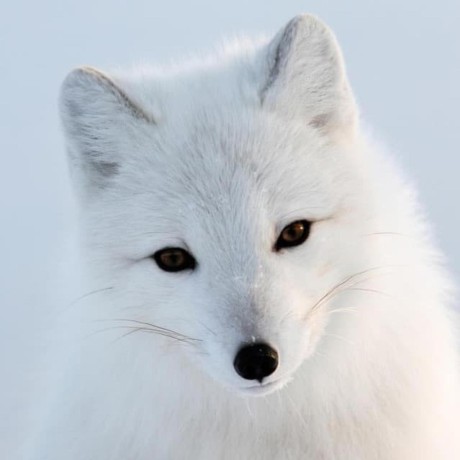 Vanutp S Telegram Bridge Minecraft Plugin - Ultra HD Dark Wallpapers for Desktop