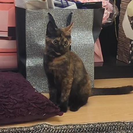 Zahra M262 Zahra Github - Dark Patterns - Creative Desktop Collection