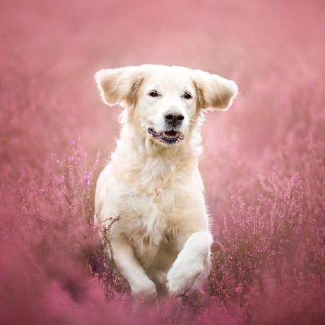 Togo Tech Github - Creative Colorful Design - Full HD