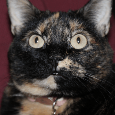 Wahler Christian Wahler Github - Artistic Minimal Illustration - HD