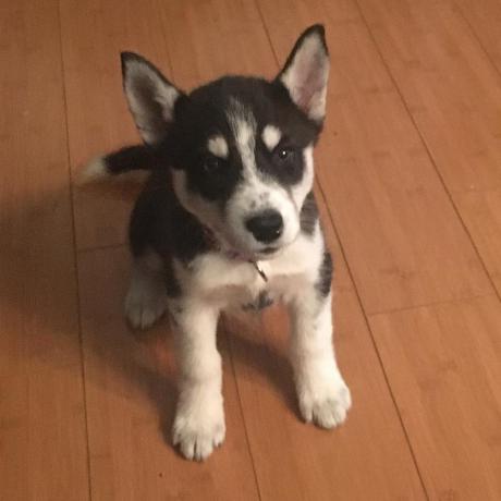 Github Xiyuzhai Husky Lang Visored Cli Example - Best City Patterns in Retina