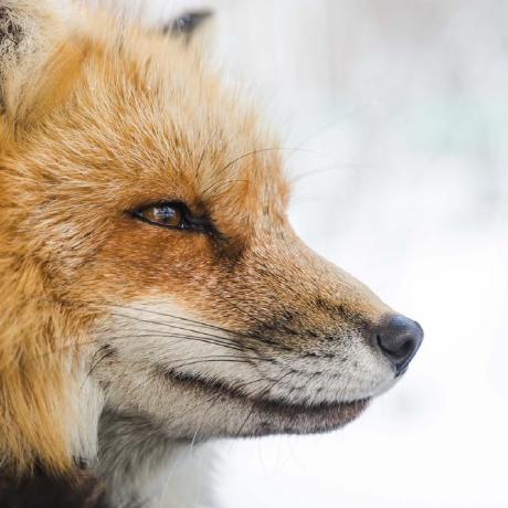 Rev Roastedduck Rev Roastedduck Github - Best City Illustrations in High Resolution