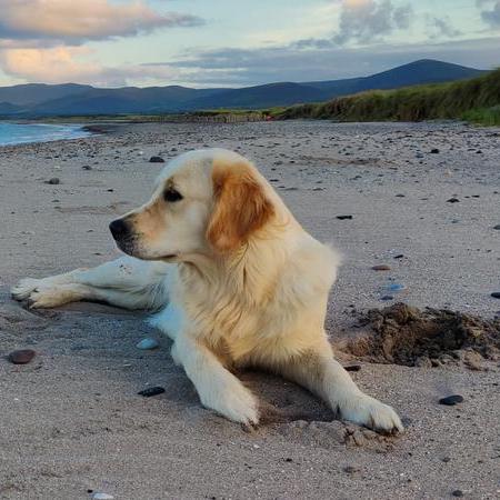 Robbe Haegeman Robbe Haegeman Github - Premium Dark Illustration Gallery - Desktop