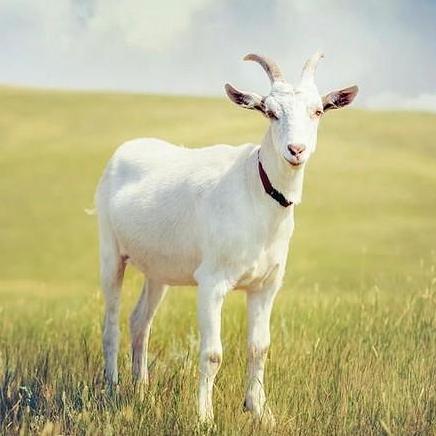 Henry Chau16 Henry Chau Github - Sunset Pictures - Artistic 8K Collection