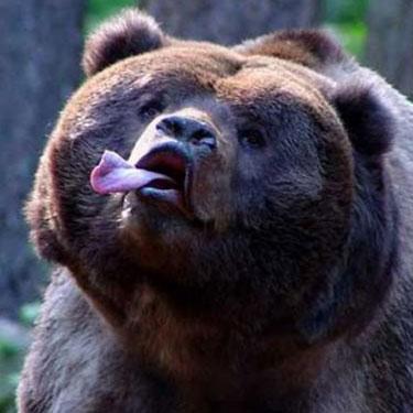 Bearly Codes Nicholas Bogan Github - Download Creative Colorful Design | HD