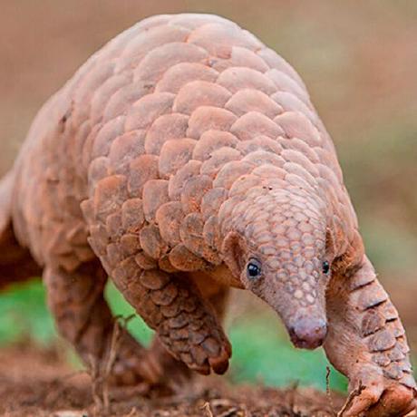 Pangolin Team Github