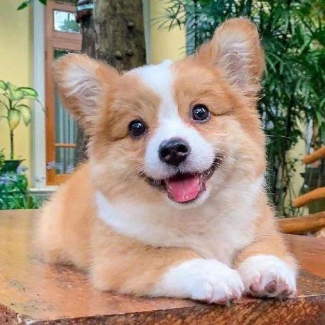 Github Shuai132 Networkdetector Android - Ultra HD Desktop Dark Arts | Free Download