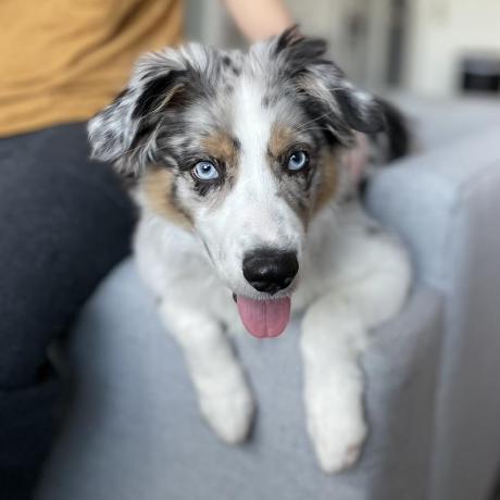 Minerva Digital Minerva Digital Github