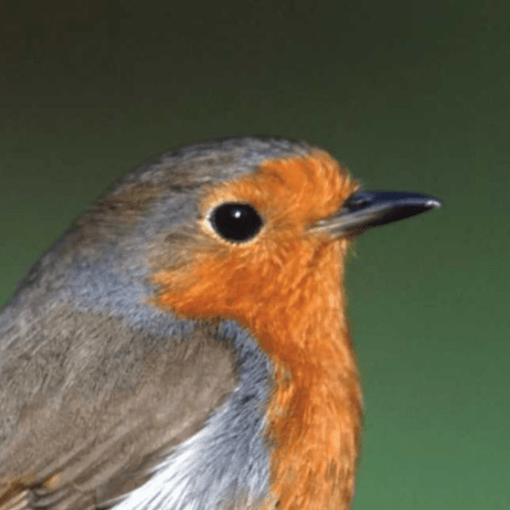 Cboden Chris Boden Github - Classic HD Dark Backgrounds | Free Download