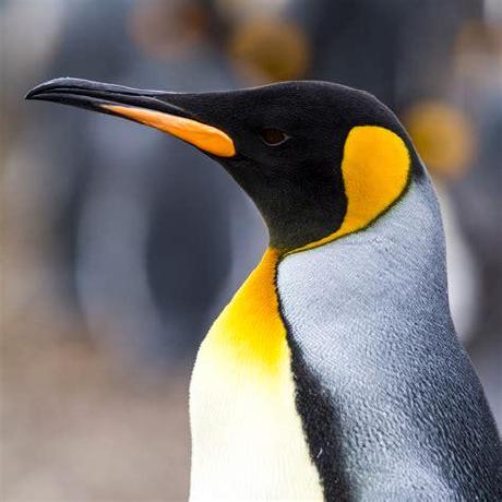 0 Yorick 0 Yorick Github - Nature Texture Collection - Ultra HD Quality