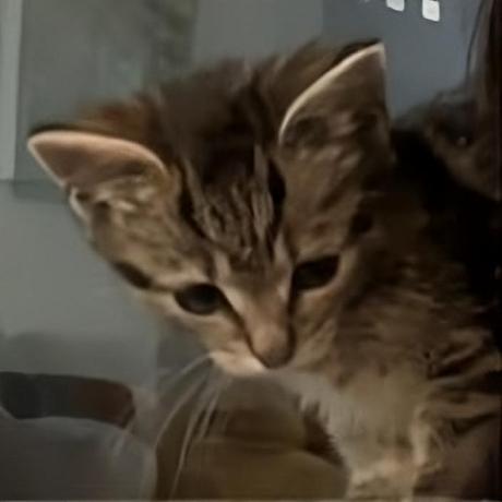 Yunz Dev Yunus Github