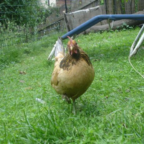 Github Ah2005na M5stick Shark - Amazing Full HD Ocean Backgrounds | Free Download