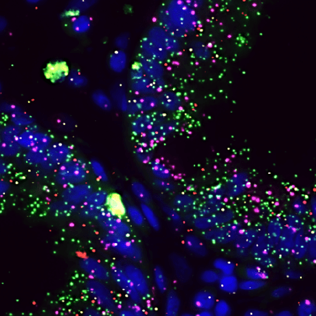 Github Spatialhisto Gtc Genes To Count - Beautiful Light Illustration - HD