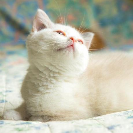 Fella404 Ahmad Zaki Github - Gorgeous Space Design - Desktop